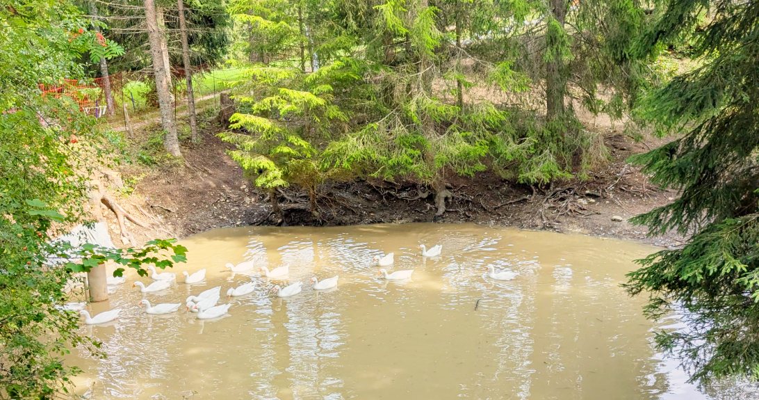 Les oies nagent sur l'étang, entouré de sapins