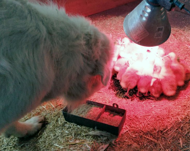 Un patou découvre les oisons blottis sous la lampe chauffante
