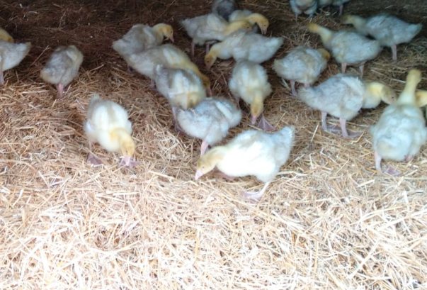 Oisons de quelques semaines dans la paille de l'étable