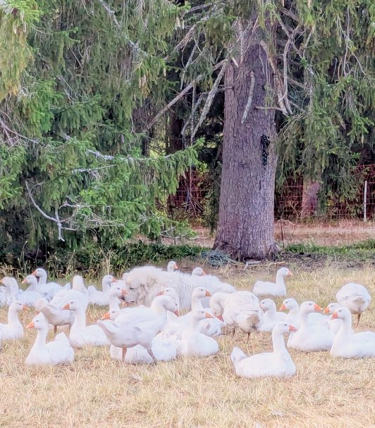 Un patou couché au milieu des oies, dans l'herbe sèche de fin de saison