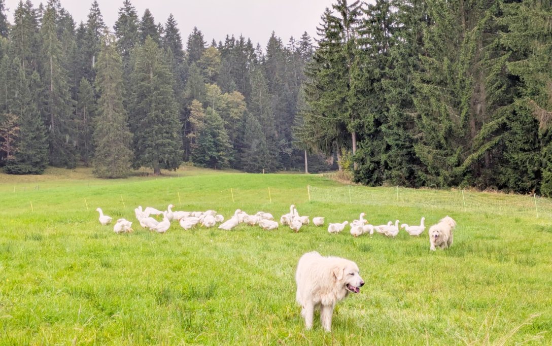 Les deux patous au pâturage devant le troupeau, avec le filet électrifié à l'arrière