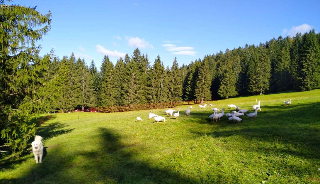 Le troupeau au pâturage, au pied d'une forêt de sapins, avec un patou au premier plan