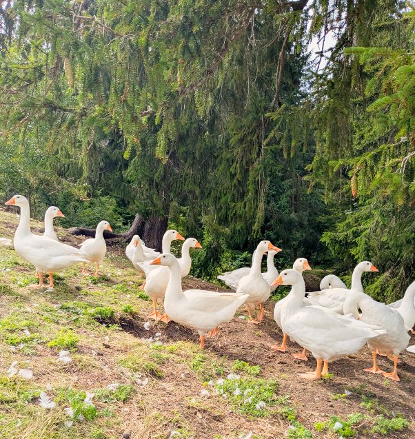 Oies adultes au plumage blanc, sous les sapins