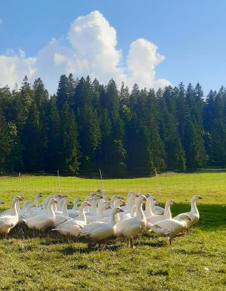 Le troupeau d'oies au soleil, devant la forêt